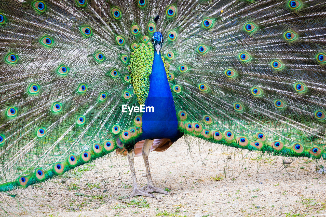 peacock