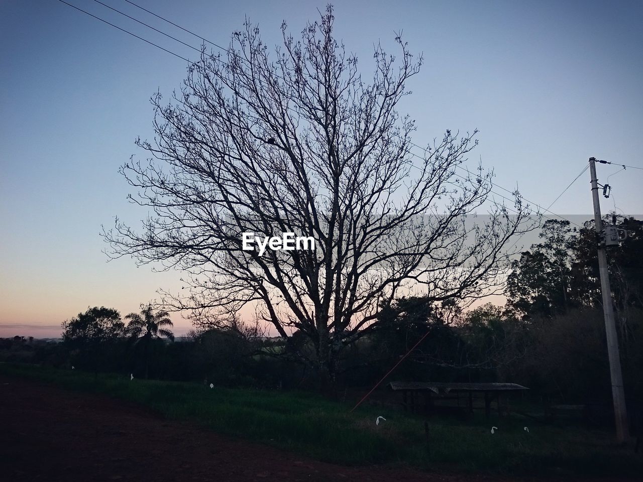 BARE TREE AGAINST SKY