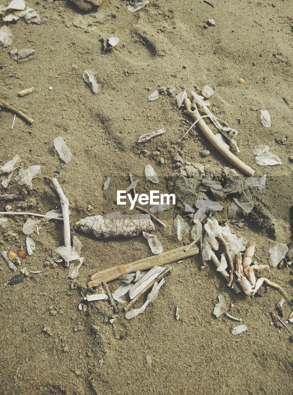 High angle view of dead crab on beach