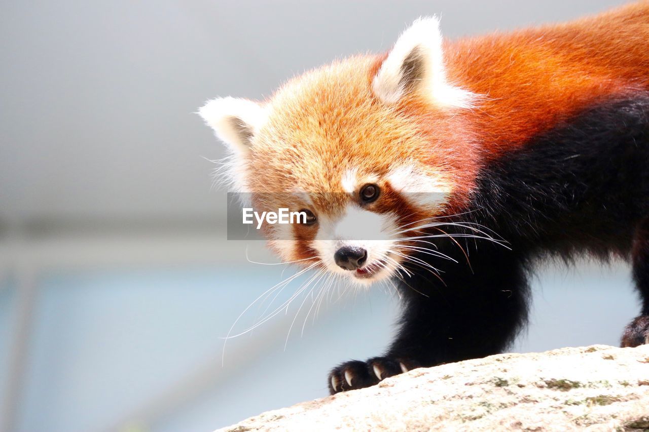 Close-up of baby red panda