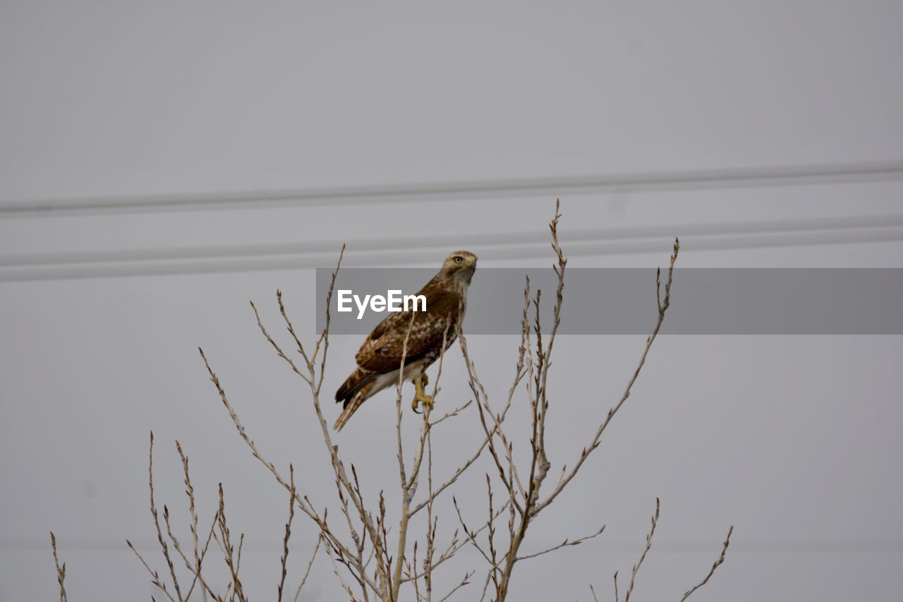 BIRD PERCHING ON A BRANCH AGAINST THE SKY