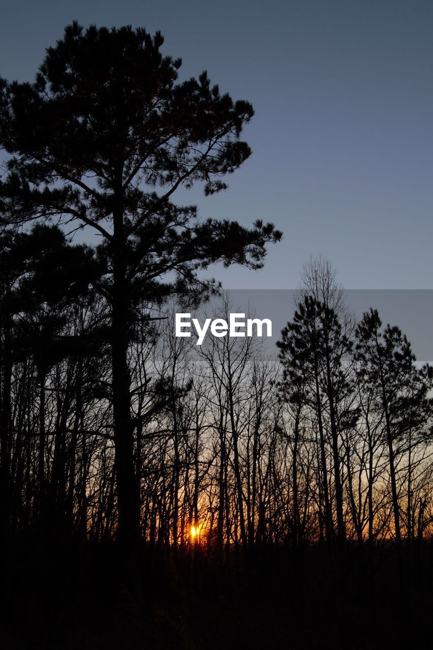 LOW ANGLE VIEW OF SILHOUETTE TREES DURING SUNSET