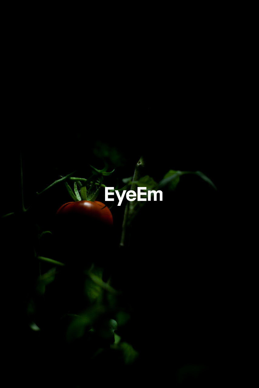 CLOSE-UP OF TOMATO AGAINST BLACK BACKGROUND