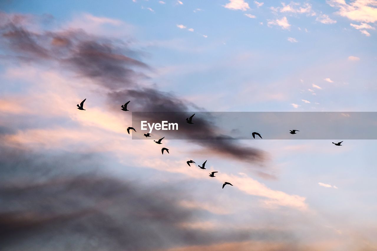 Low angle view of silhouette birds flying in sky at sunset