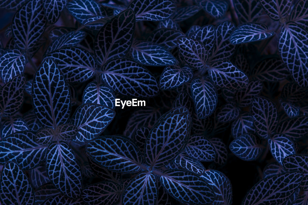 Full frame shot of blue plants