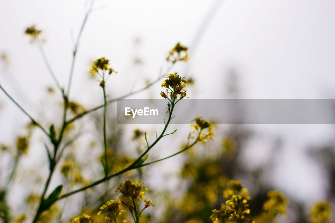 Close-up of yellow flowering plant against sky