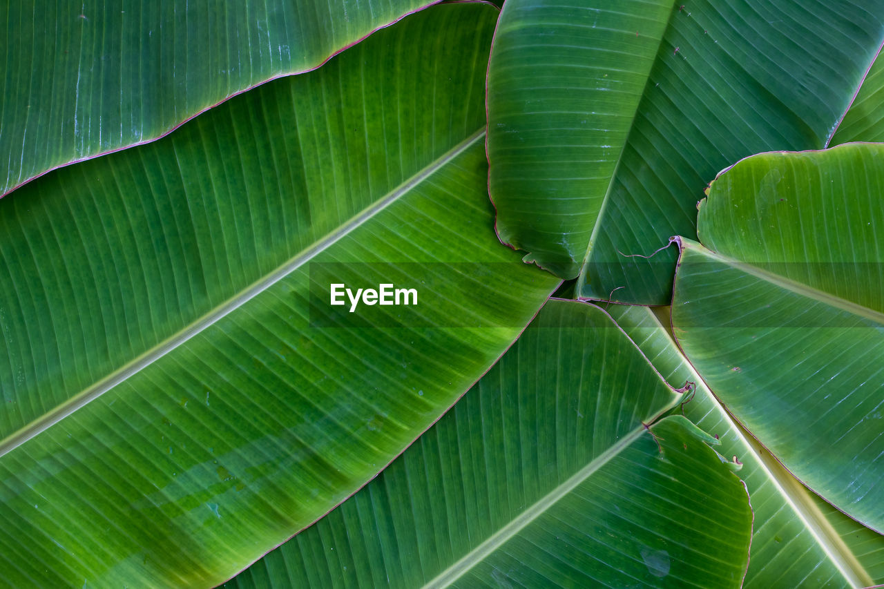 FULL FRAME SHOT OF GREEN LEAVES