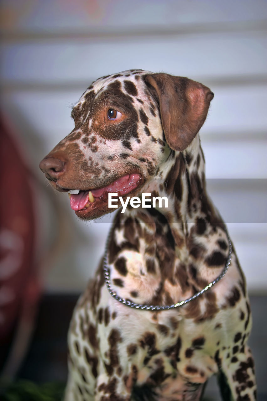 CLOSE-UP OF DOG LOOKING AWAY OUTDOORS