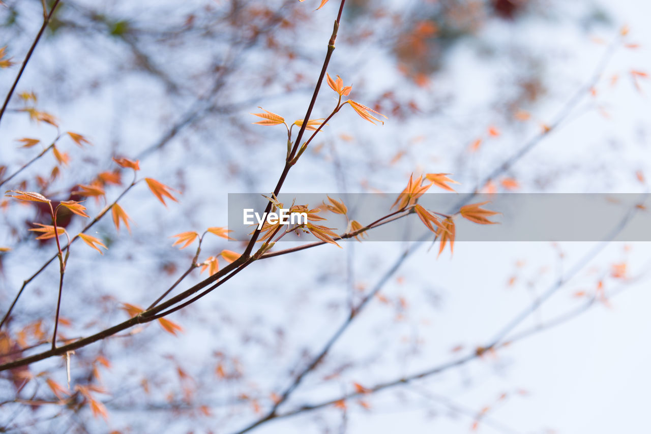 Low angle view of maple tree against sky