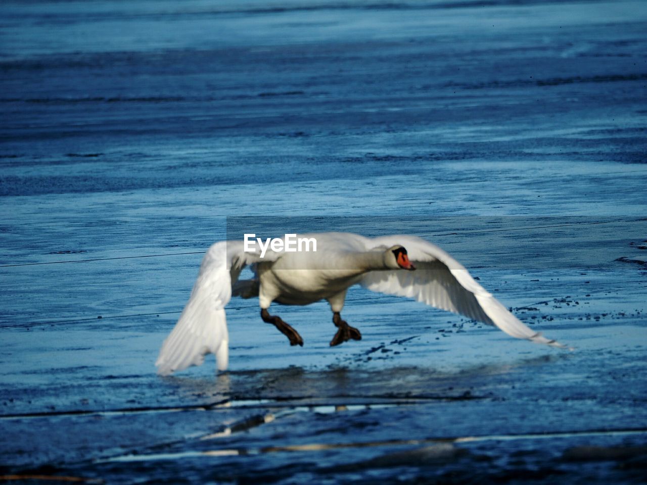 Close-up of swan flying over sea