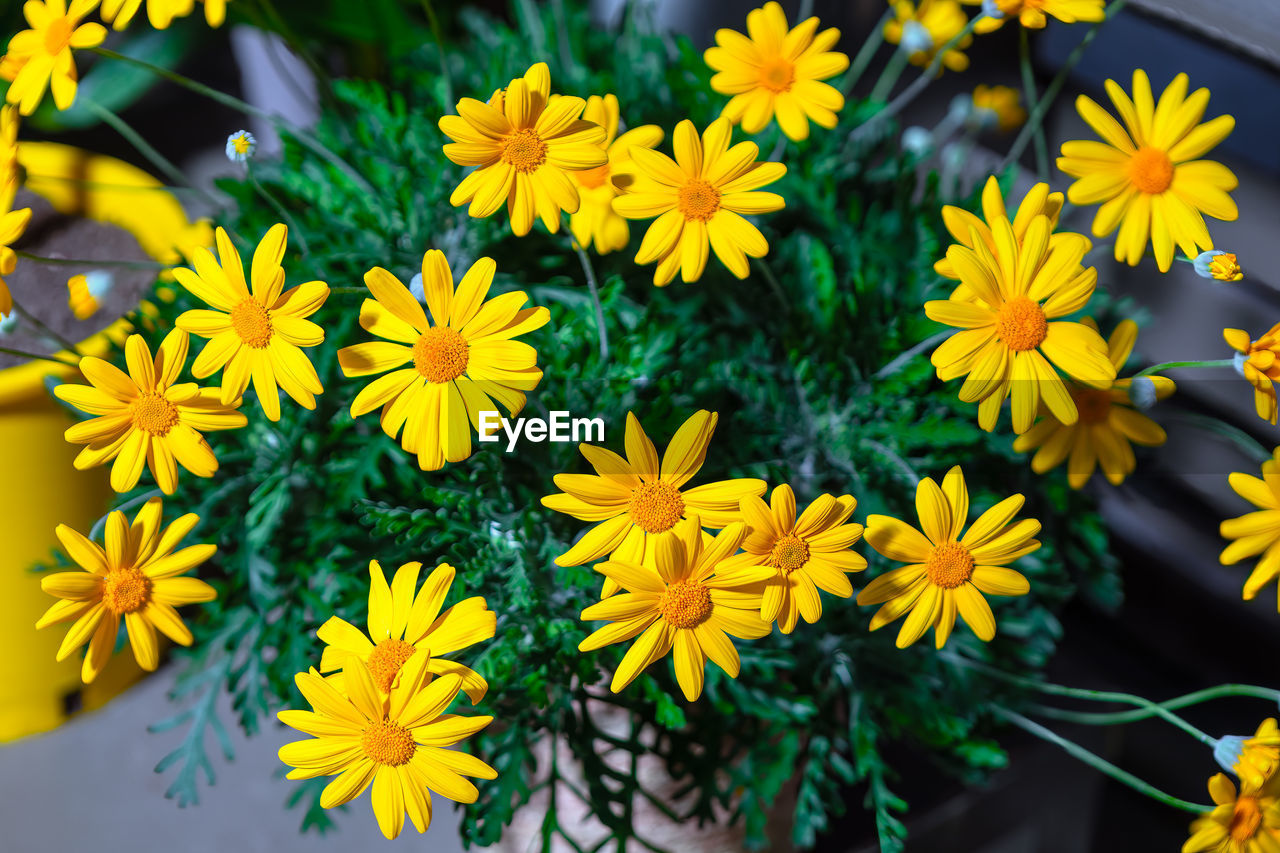 flower, flowering plant, freshness, plant, yellow, beauty in nature, nature, fragility, flower head, growth, close-up, no people, petal, inflorescence, chrysanths, outdoors, day, high angle view, multi colored, botany, wildflower, leaf, plant part, herb