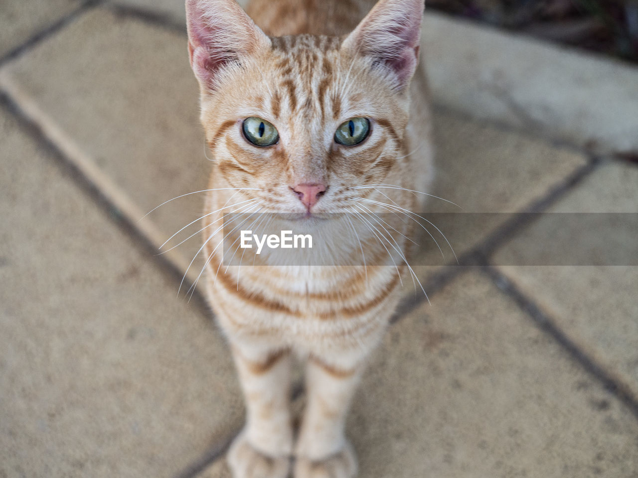 cat, pet, animal themes, animal, mammal, domestic animals, domestic cat, feline, one animal, looking at camera, portrait, whiskers, small to medium-sized cats, felidae, tabby cat, no people, high angle view, carnivore, kitten, day, close-up, footpath