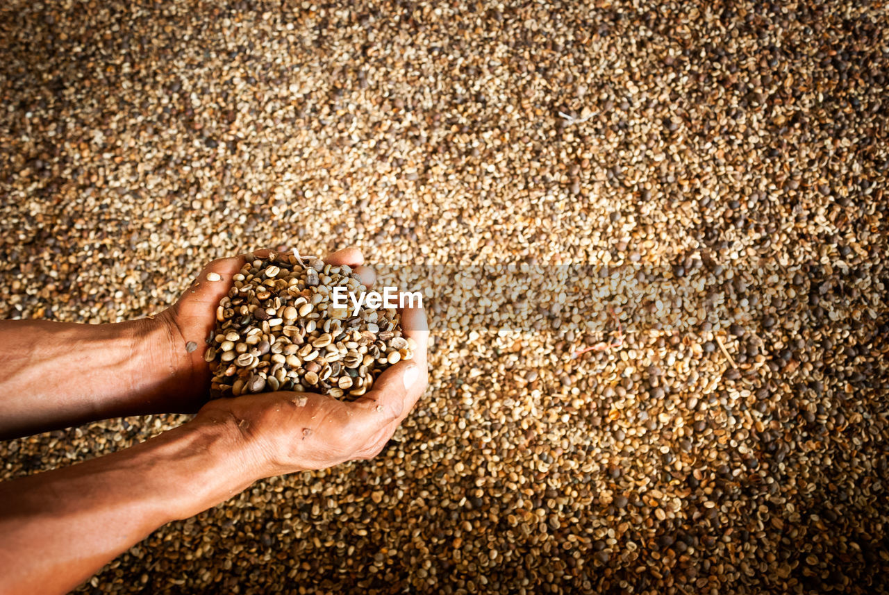 Unroasted coffee beans sample on a a farmer hand over coffee beans background