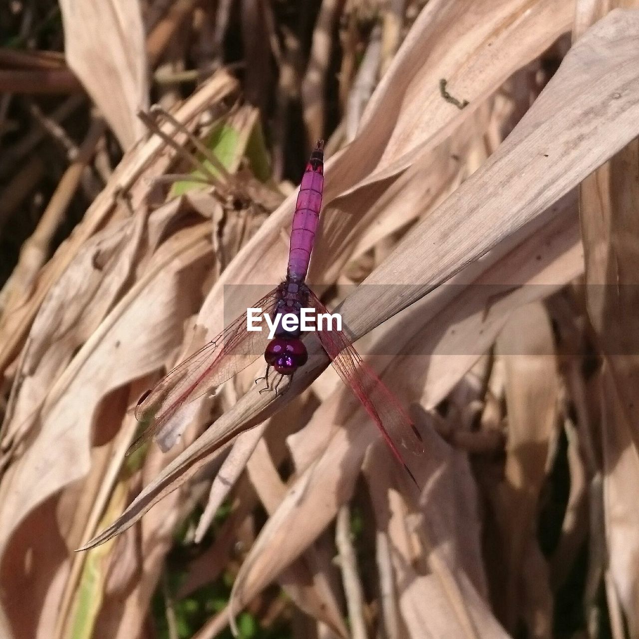 Close-up of dragonfly on plant