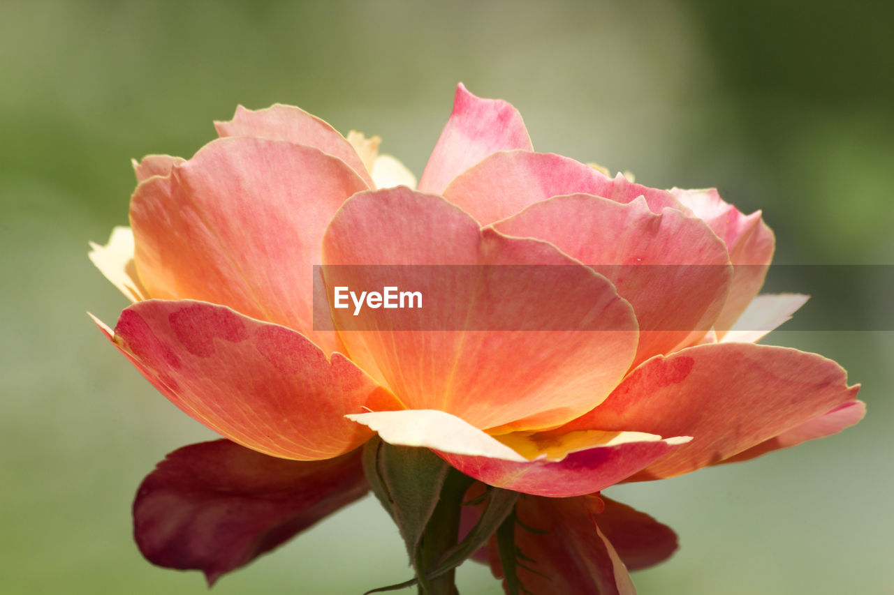 Close-up of pink rose flower