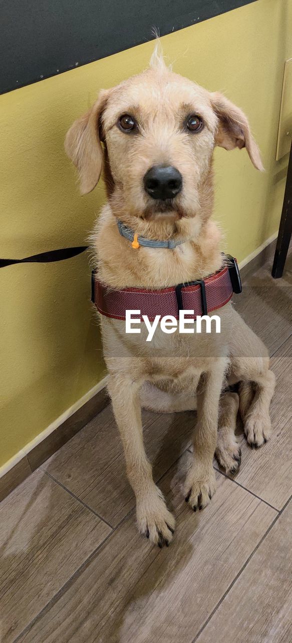 PORTRAIT OF DOG SITTING ON FLOOR