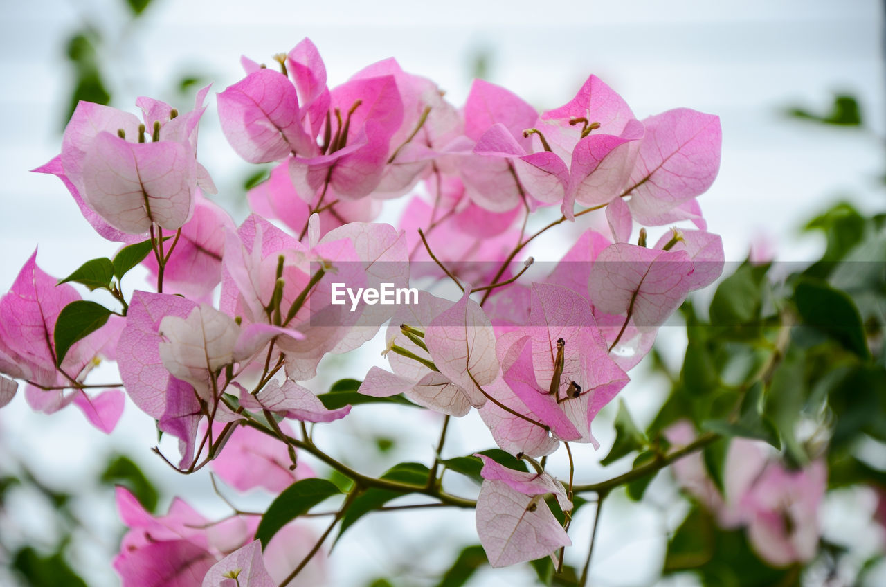 Close-up of pink bougainvillea blooming on tree