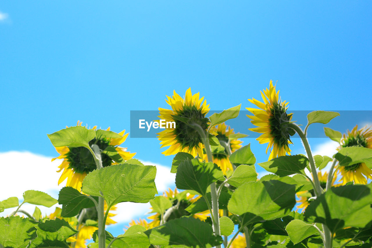 Sunflowers with sky in background