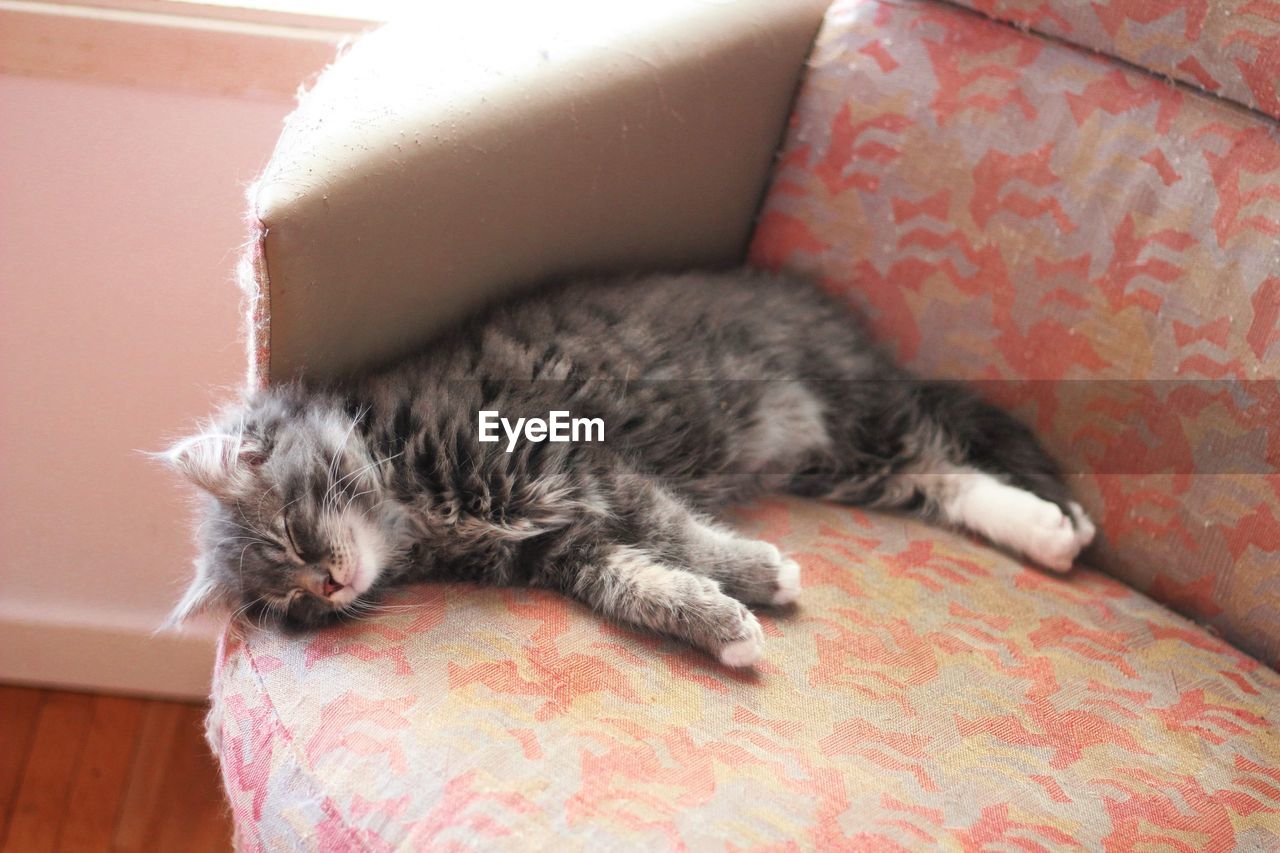 A siberian cat kitten lying on sofa at home