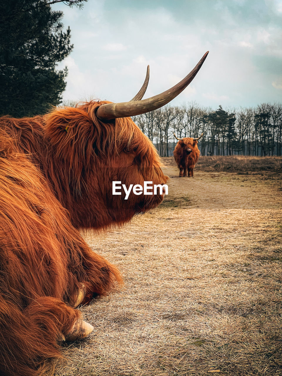 Cow standing on field