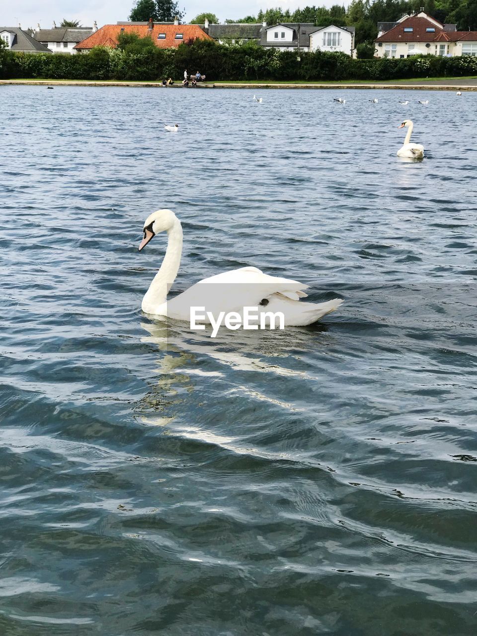 SWAN FLOATING IN LAKE