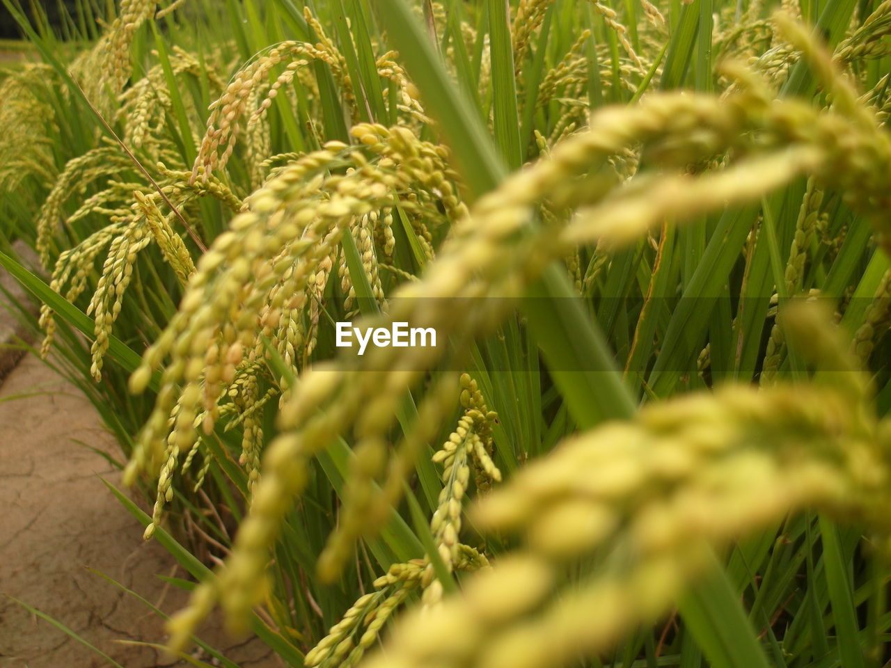 Rice is an important food crop for mankind