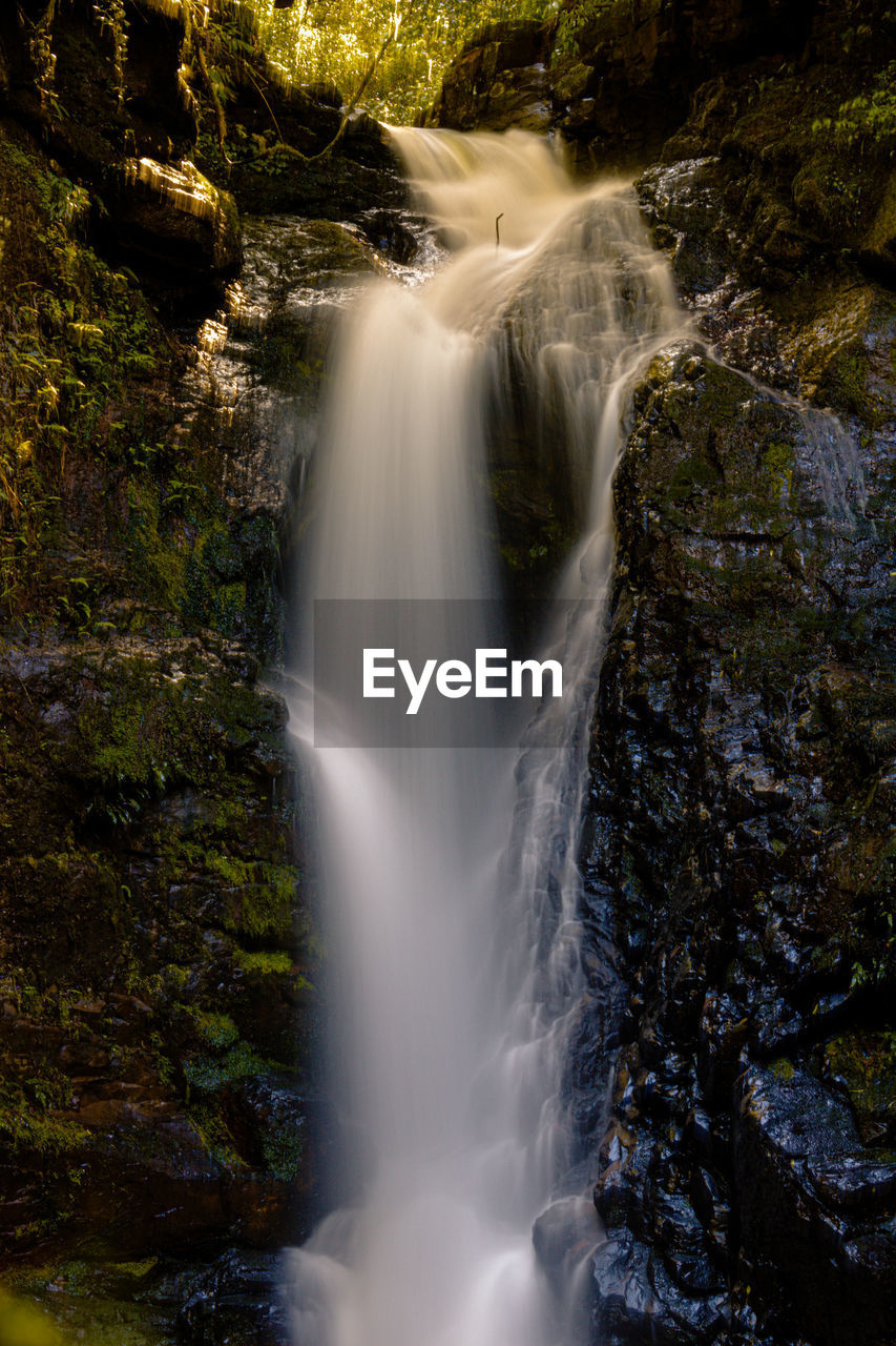 Scenic view of waterfall in forest