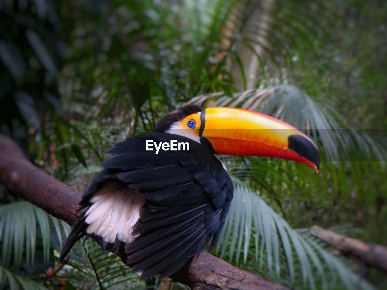 CLOSE-UP OF BIRD ON TREE