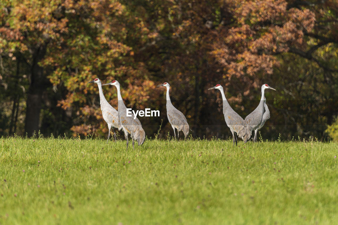 Sandhill cranes against an autumn forest in moraine hills state park in illinois