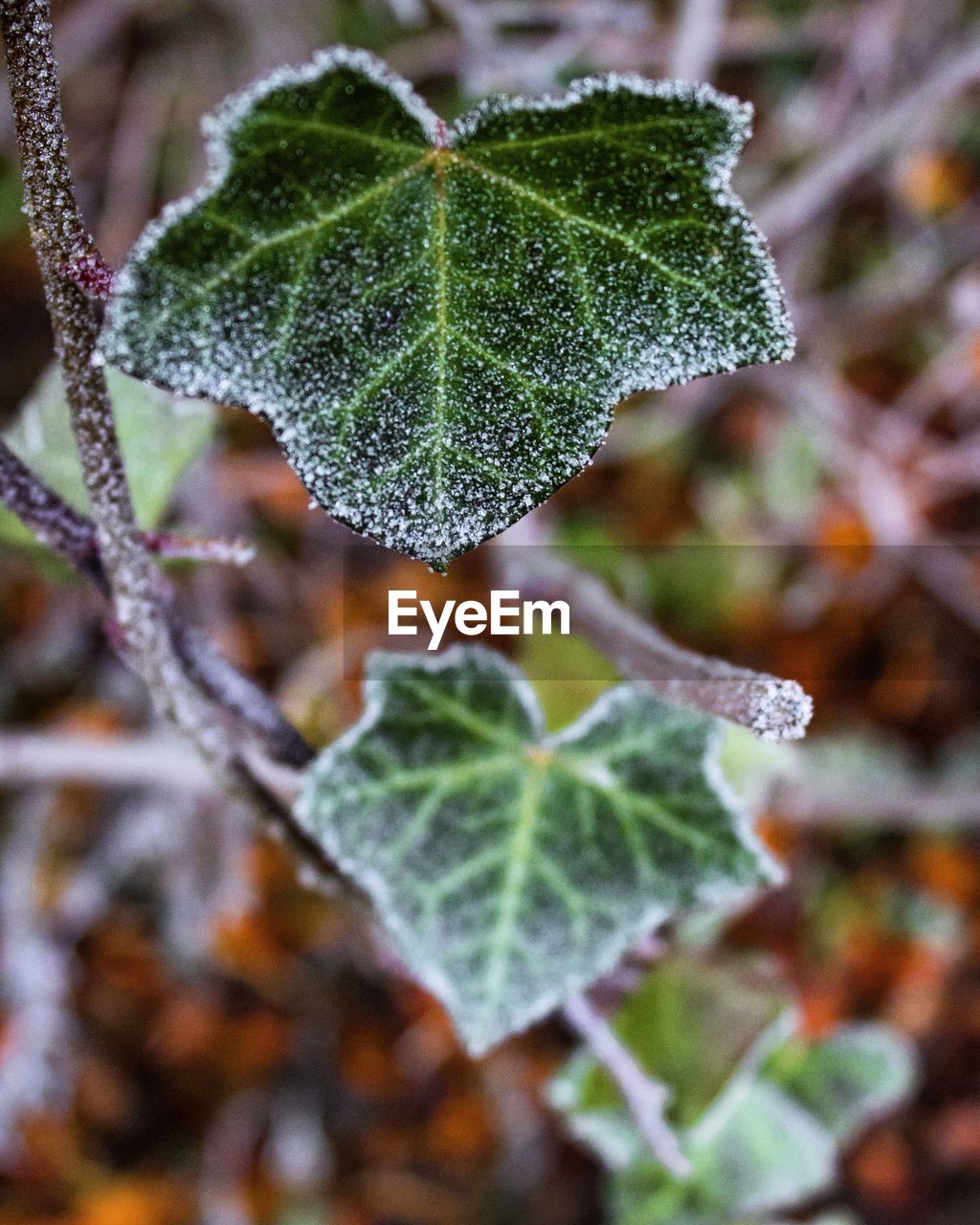 CLOSE-UP OF LEAF