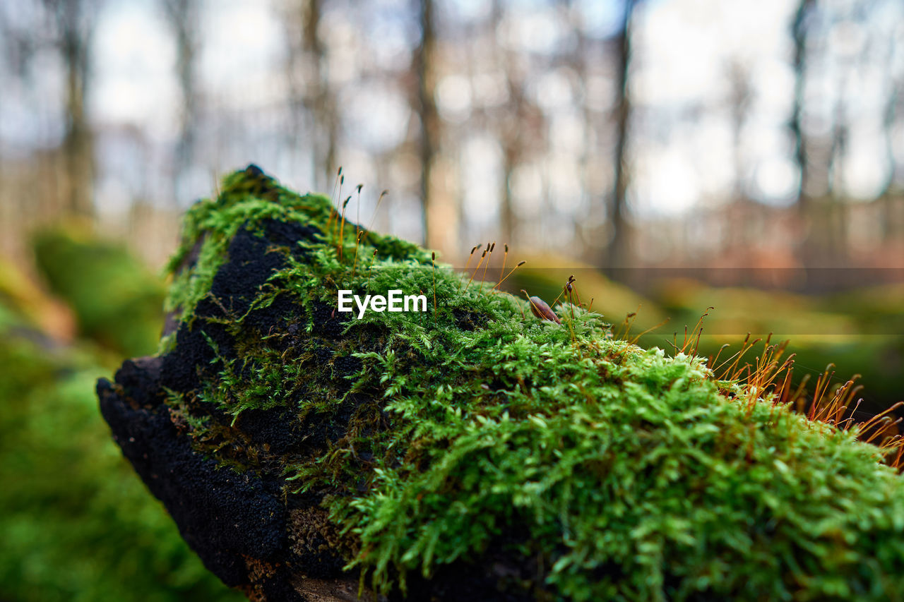 CLOSE-UP OF FERN ON TREE