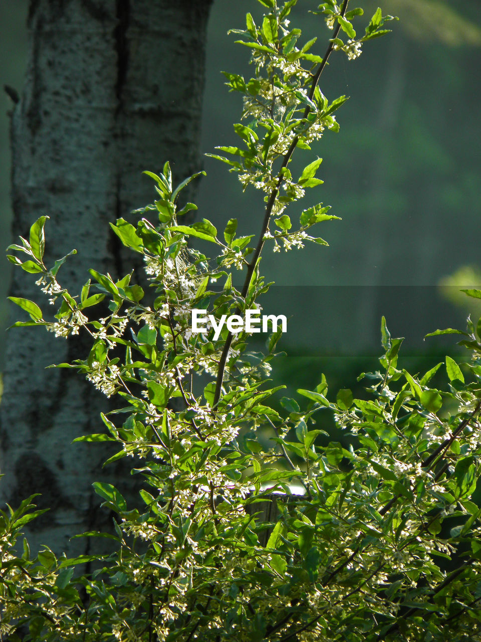 CLOSE-UP OF FRESH GREEN LEAVES