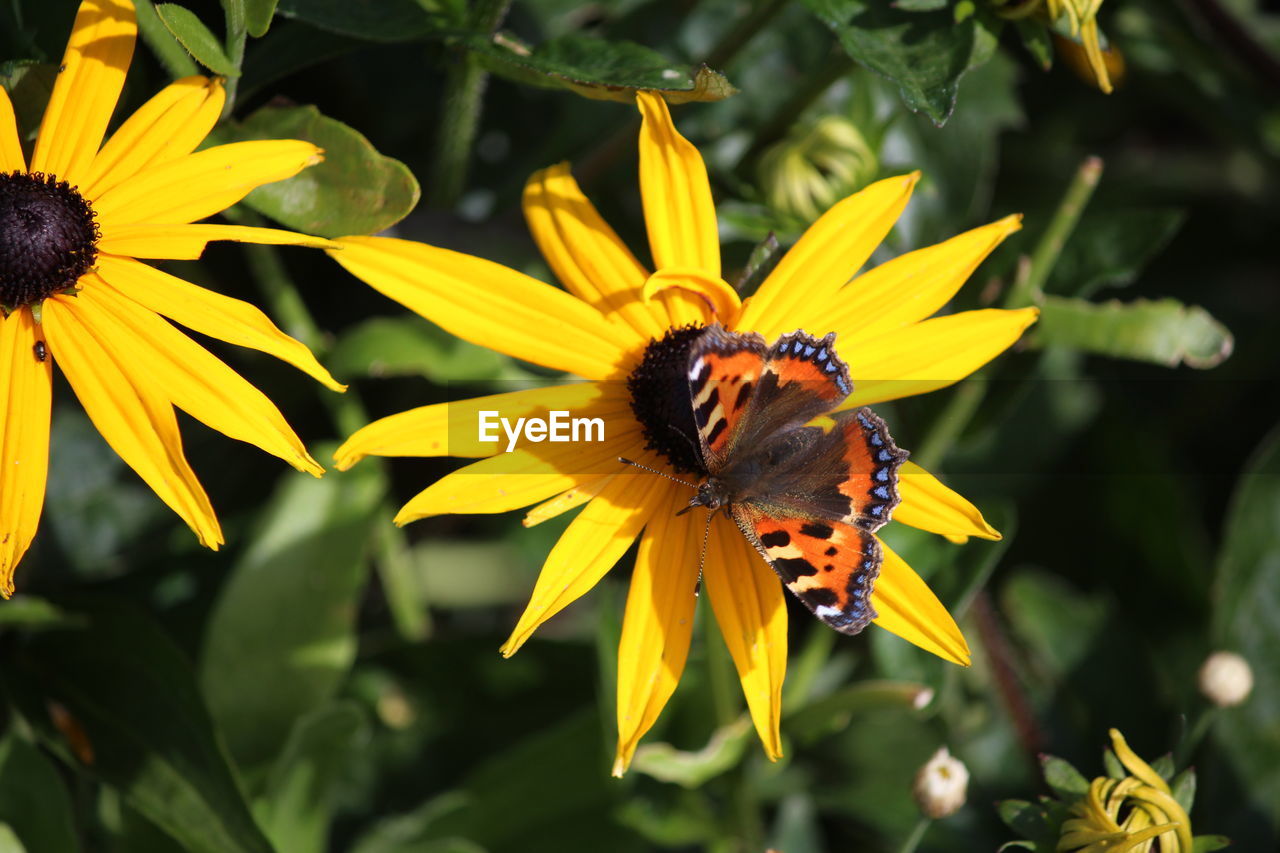 Butterfly pollinating sunflower