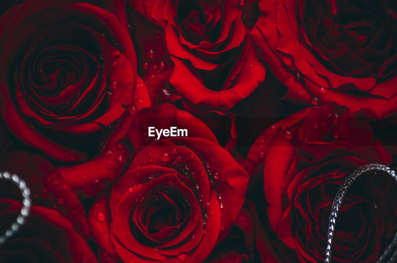 Full frame shot of red roses