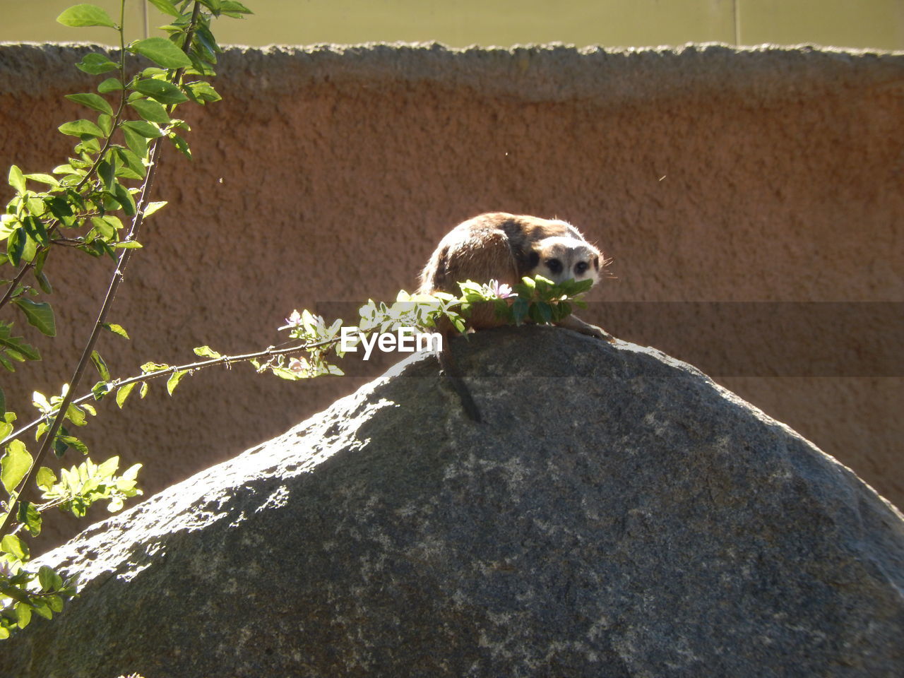 Meerkat sitting on top of rock at zoo