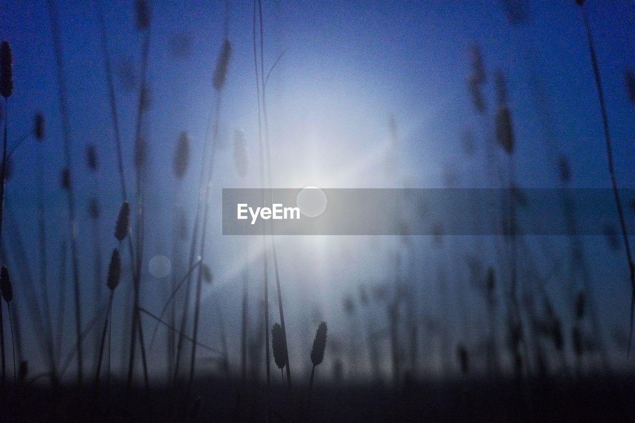 Low angle view of silhouette plants against sky during full moon 