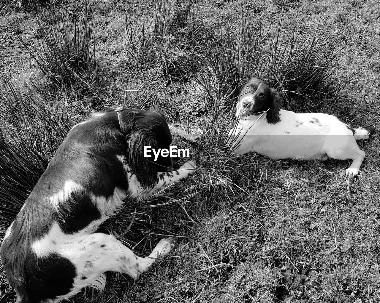 HIGH ANGLE VIEW OF DOGS ON GRASSY FIELD