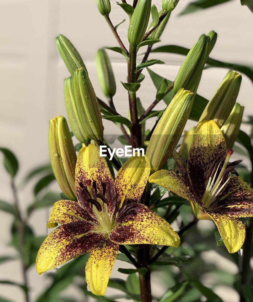 CLOSE-UP OF YELLOW FLOWERING PLANTS