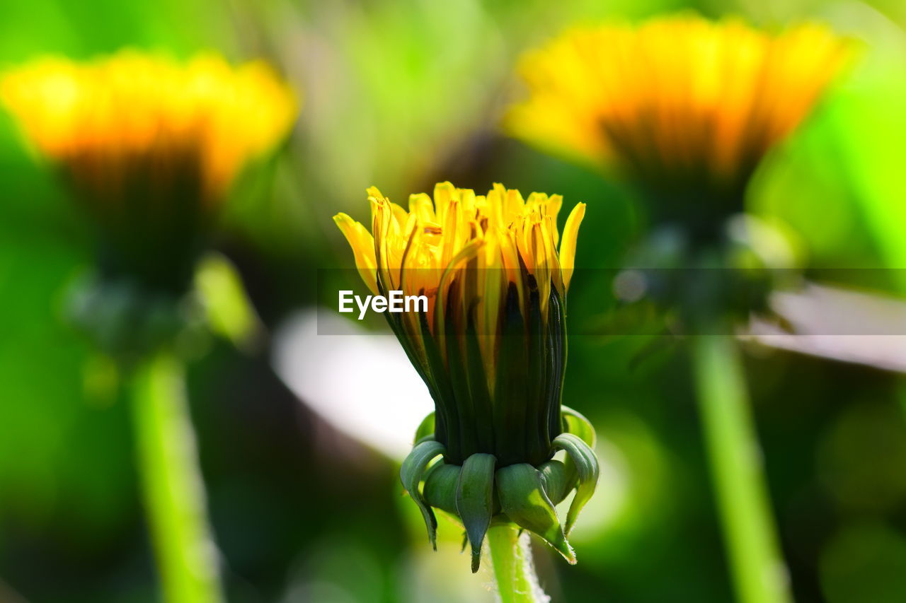 Close-up of yellow dandelion flower