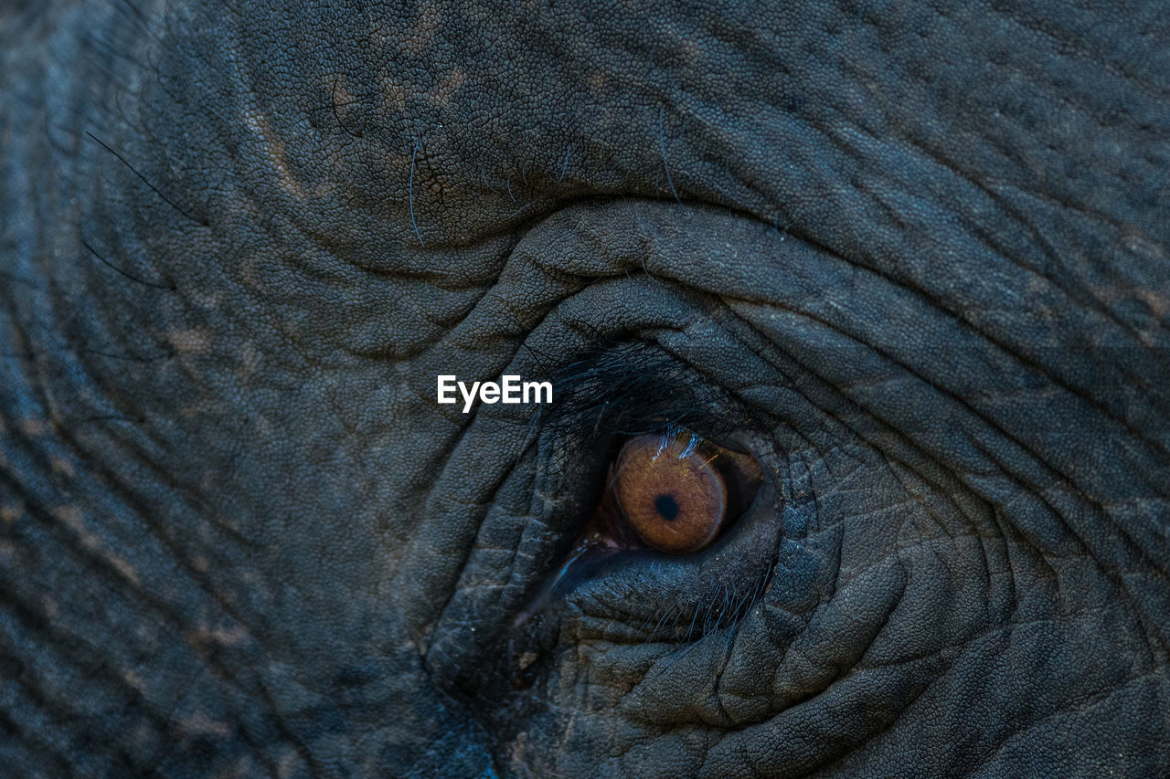 CLOSE-UP OF ANIMAL EYE