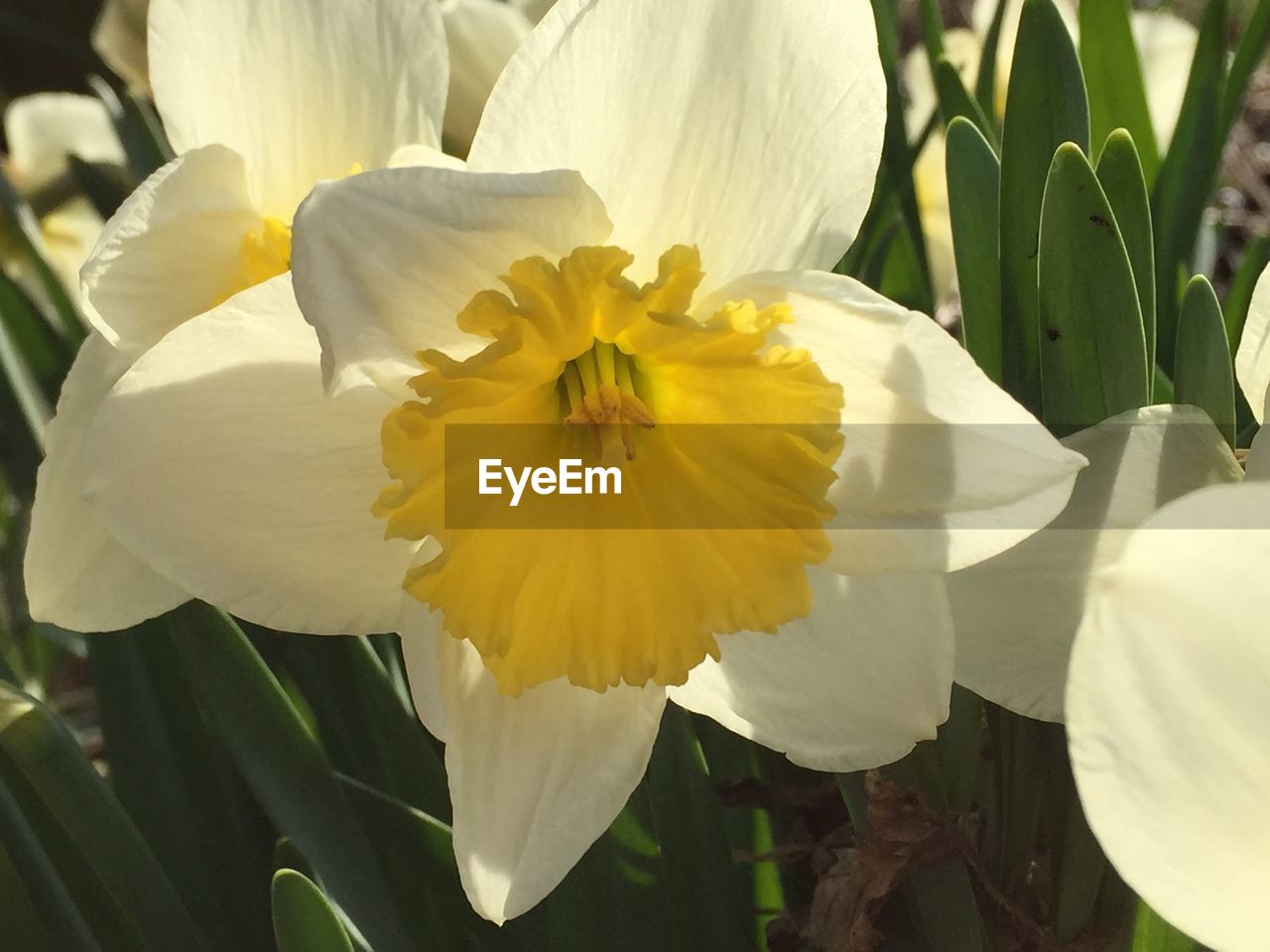 Close-up high angle view of white flowers