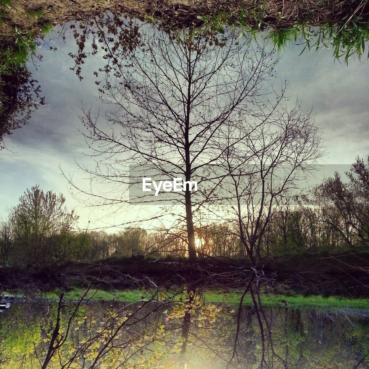 Upside down image of bare tree reflection in lake