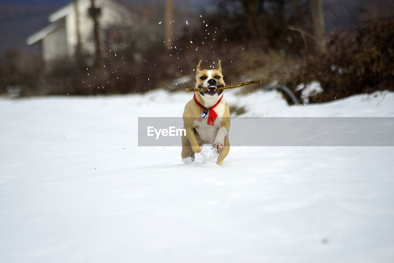 DOG RUNNING ON SNOW COVERED FIELD