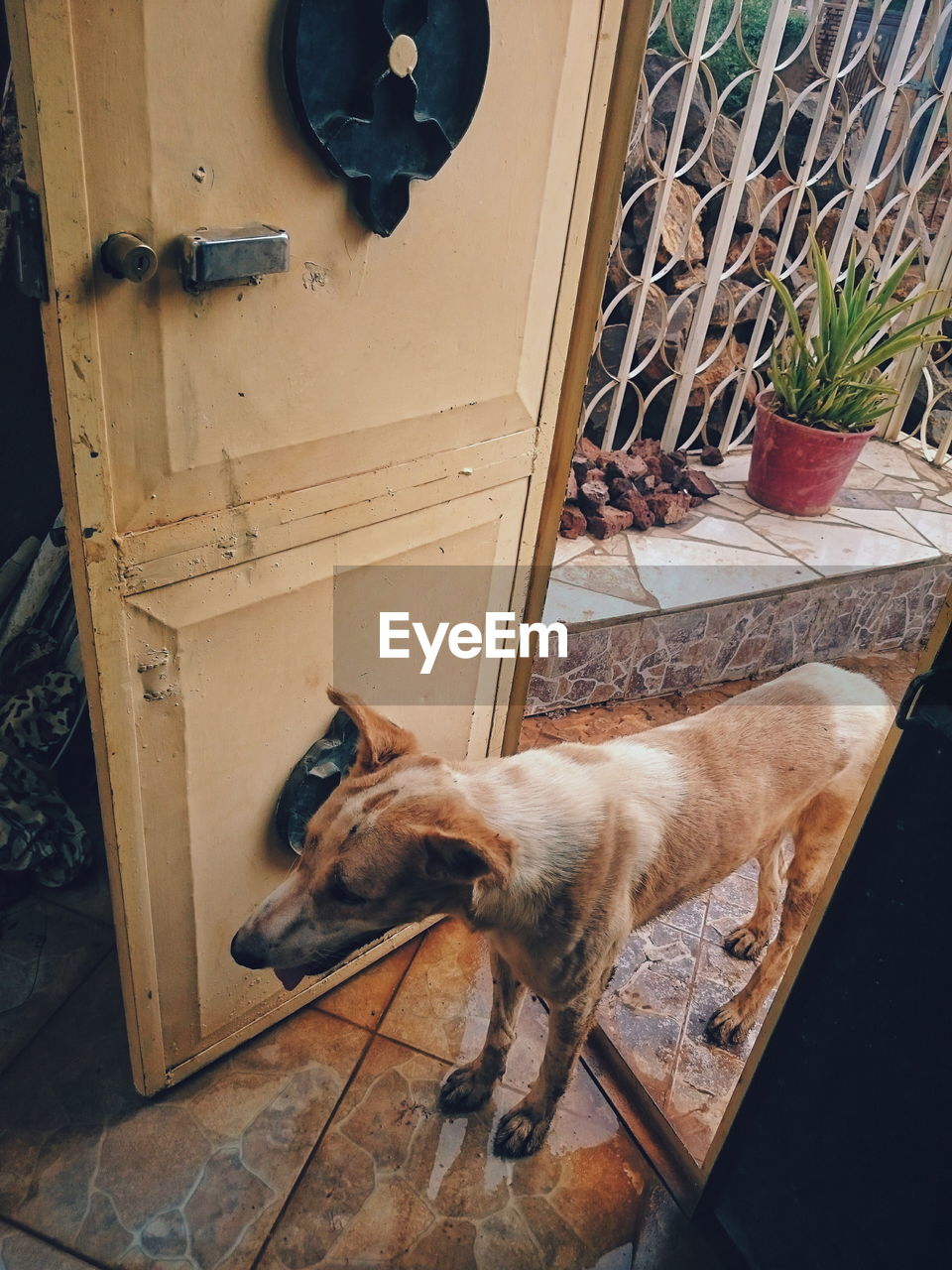 HIGH ANGLE VIEW OF DOG SLEEPING ON ENTRANCE