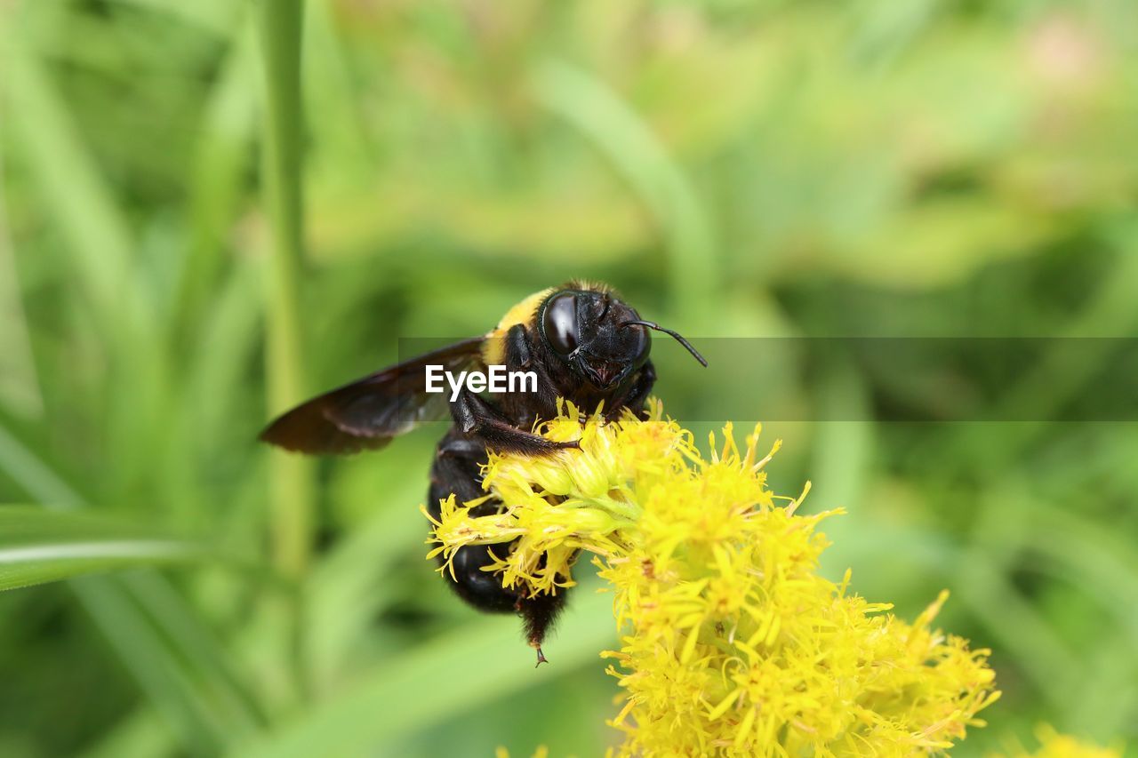 CLOSE-UP OF HONEY BEE POLLINATING FLOWER