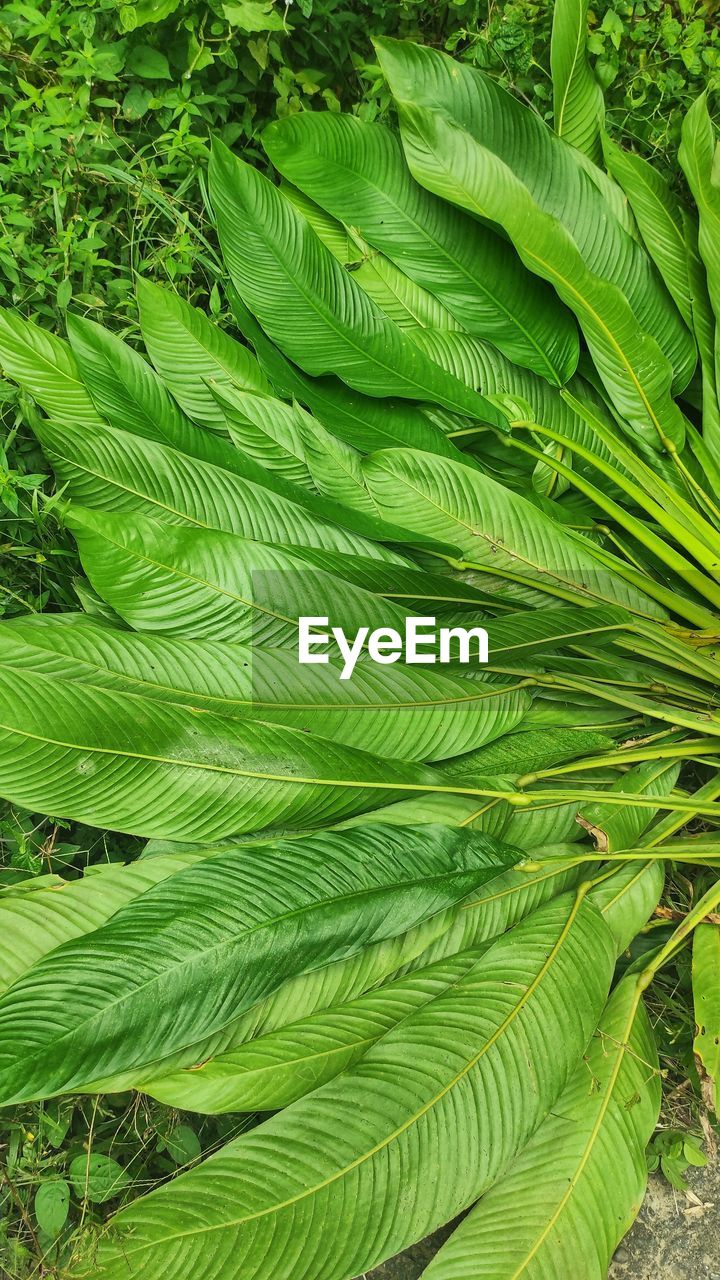 Full frame shot of palm tree leaves