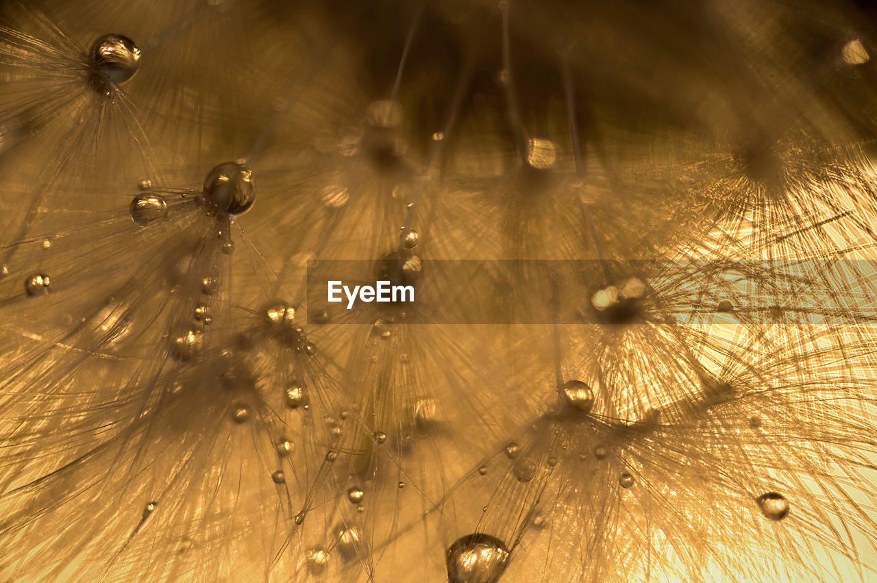 Water drops on pine needles