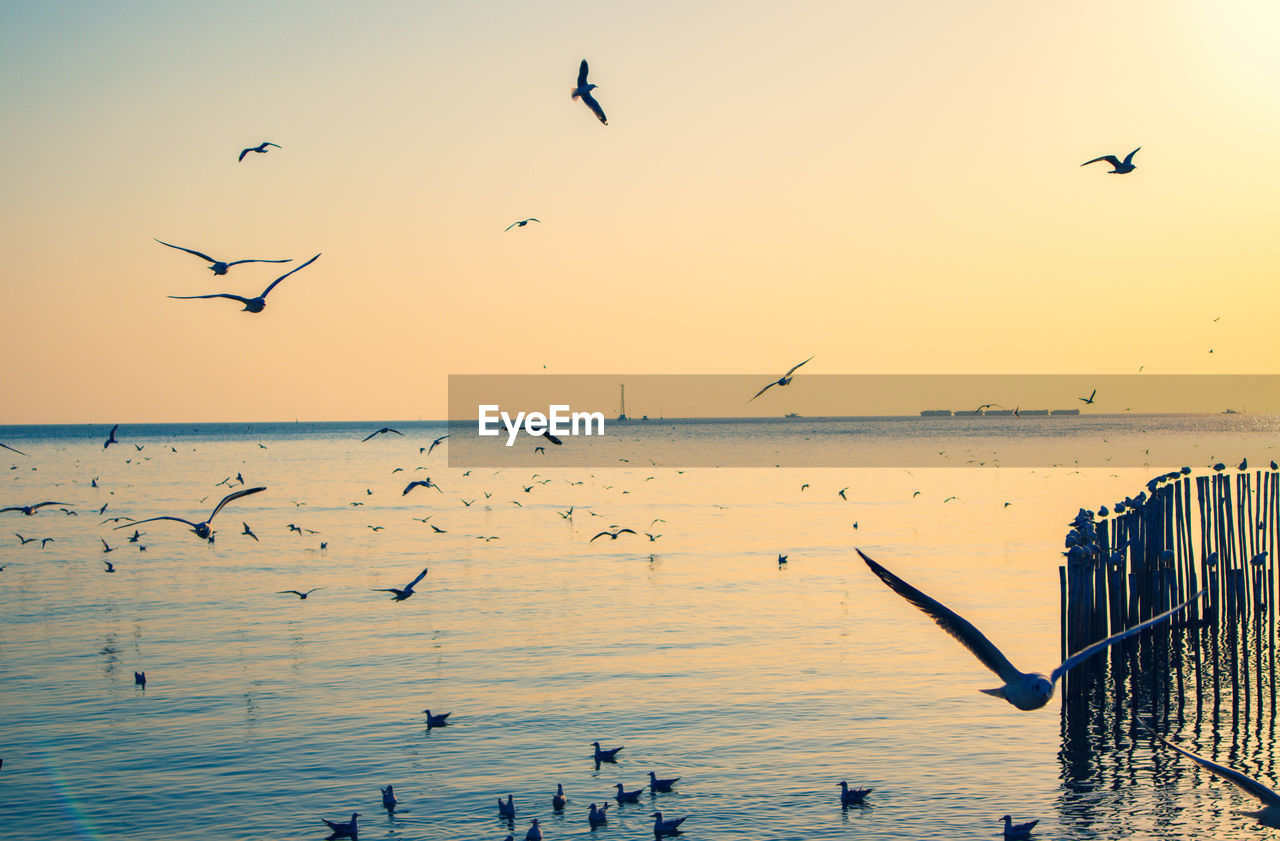 FLOCK OF SEAGULLS FLYING OVER SEA