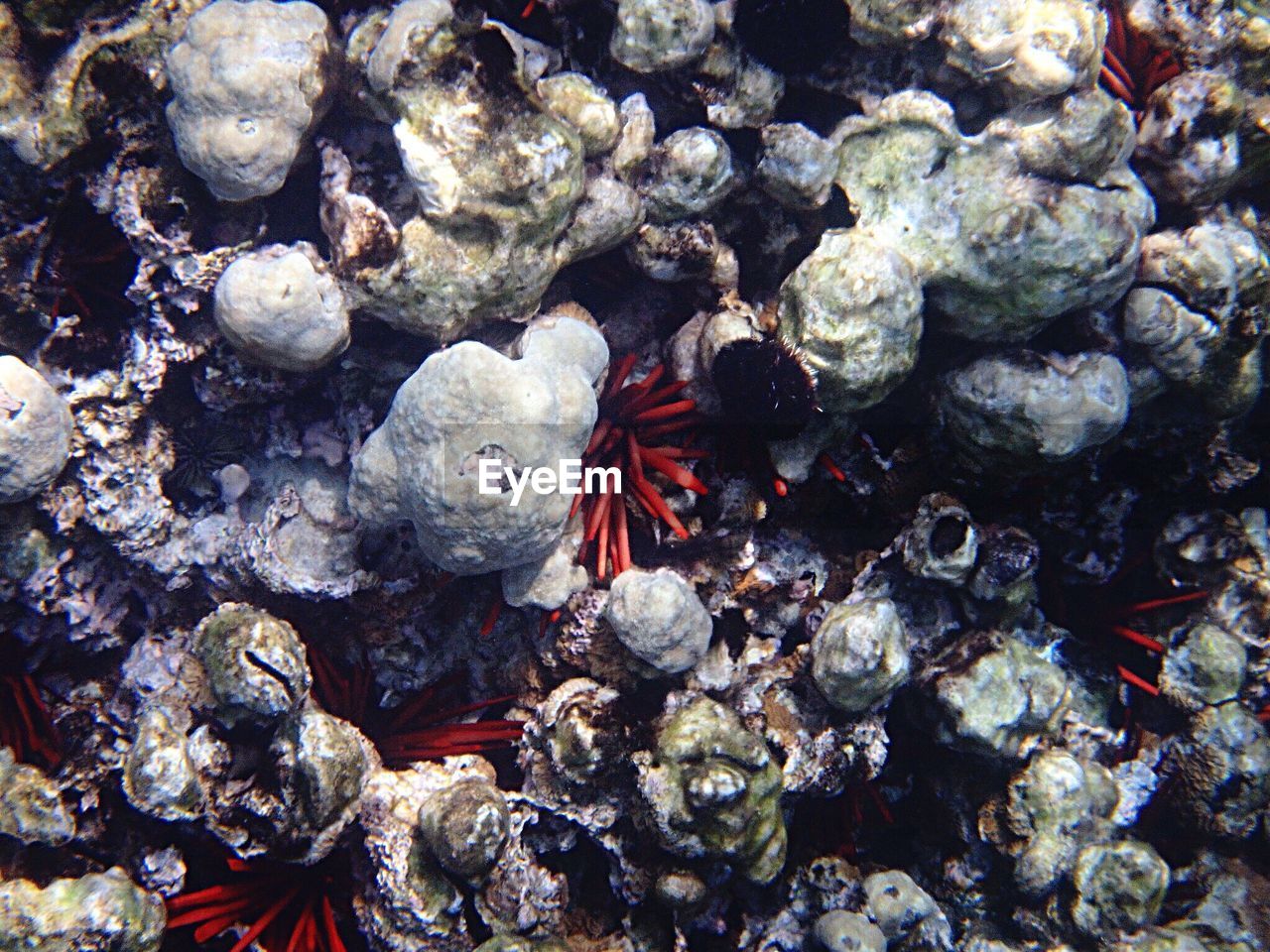 CLOSE-UP OF CORAL AND SEA IN WATER