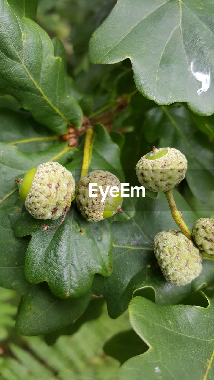 CLOSE-UP OF FRESH PLANTS